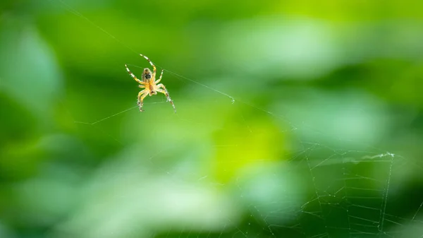 Evropský Zahradní Pavouk Kříž Pavouk Araneus Diadematus Sedící Pavučině Detailní — Stock fotografie