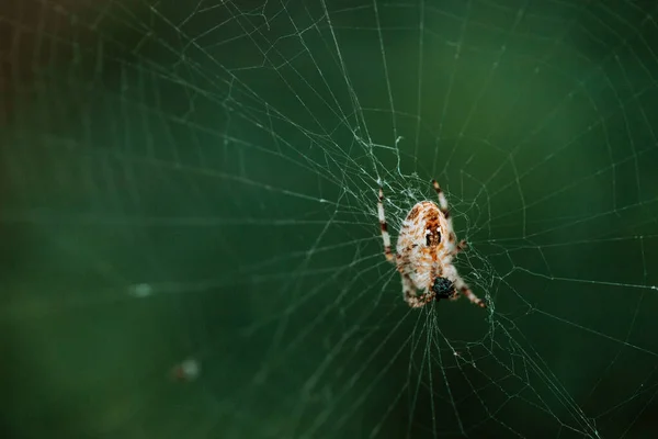 Avrupa Bahçe Örümceği Çapraz Örümcek Araneus Diadematus Örümcek Ağında Oturuyor — Stok fotoğraf