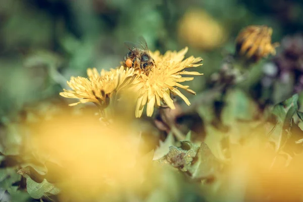 Μέλισσα Συλλέγει Νέκταρ Ένα Κίτρινο Λουλούδι Πικραλίδα — Φωτογραφία Αρχείου
