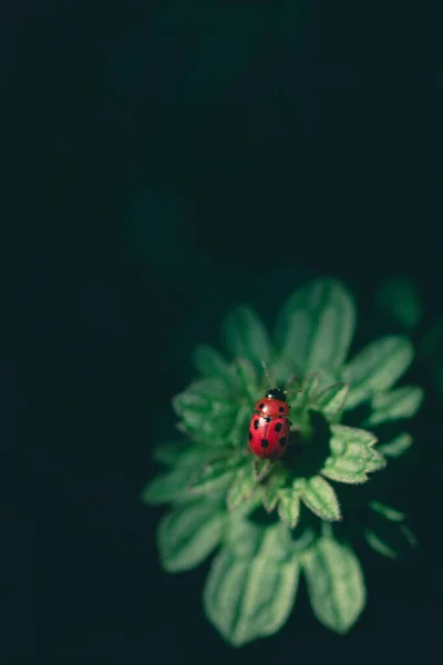 Macro Close Van Een Lieveheersbeestje Bladeren — Stockfoto