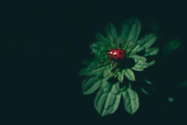 Makro Nahaufnahme Eines Marienkäfers Auf Blättern — Stockfoto