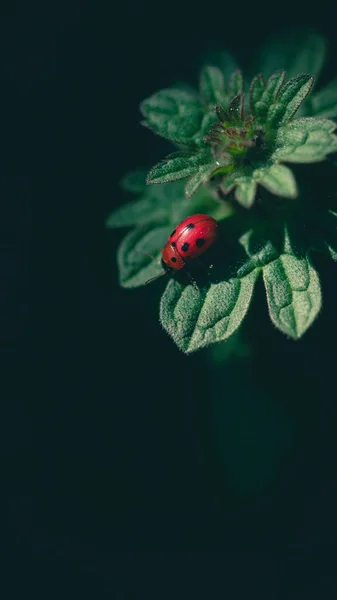 Macro Cerca Una Mariquita Las Hojas —  Fotos de Stock