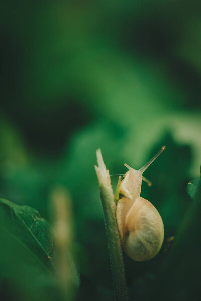 Маленькая белая улитка на длинном листке травы