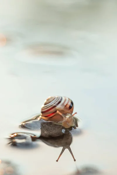 Cute snails reflection in the water. Shell macro, close-up image. Mirrored on water