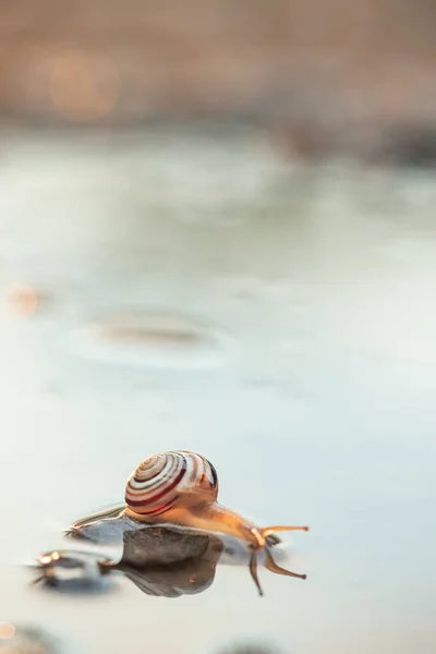 Aranyos Csigák Tükröződnek Vízben Kagyló Makró Közelkép Vízen Tükröződik — Stock Fotó