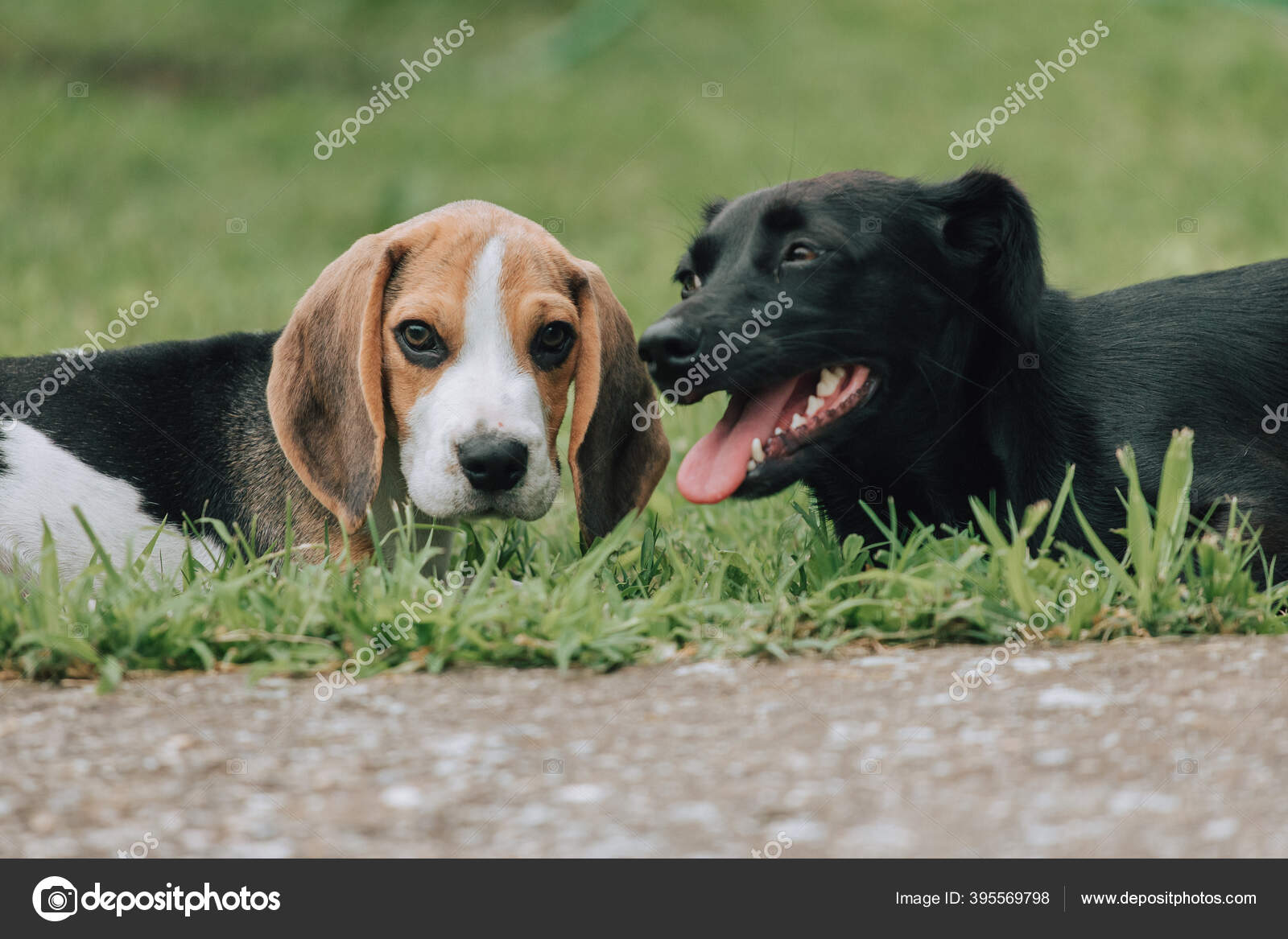 可愛いです男性ビーグル子犬 3ヶ月古いです 黒女性の犬と遊んで ストック写真 C Zorankomparphotography