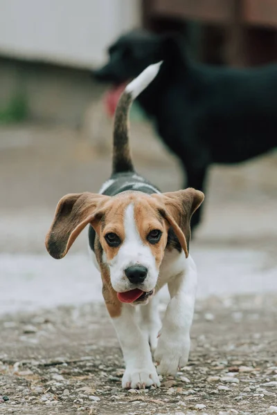 Lindo Cachorro Beagle Macho Meses Edad Con Perro Negro Fondo —  Fotos de Stock