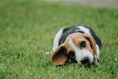 Sevimli erkek Beagle, 3 aylık, yeşil çimlerin üzerinde yatıyor.