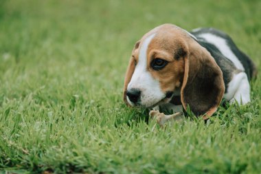 Sevimli erkek Beagle, 3 aylık, yeşil çimlerin üzerinde yatıyor.