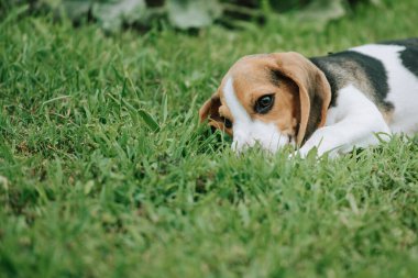 Sevimli erkek Beagle, 3 aylık, yeşil çimlerin üzerinde yatıyor.