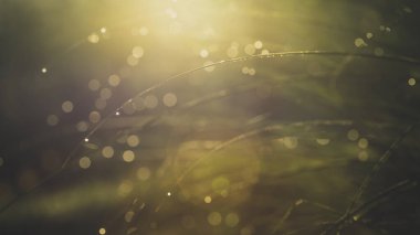 Yeşil çimlerde sabah çiği, sığ DOF, bulanık arkaplan