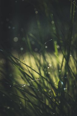 Yeşil çimlerde sabah çiği, sığ DOF, bulanık arkaplan