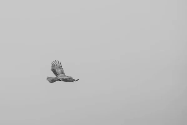 Falcon Fly Search Tasty Snack Early Spring Black White — Stock Photo, Image