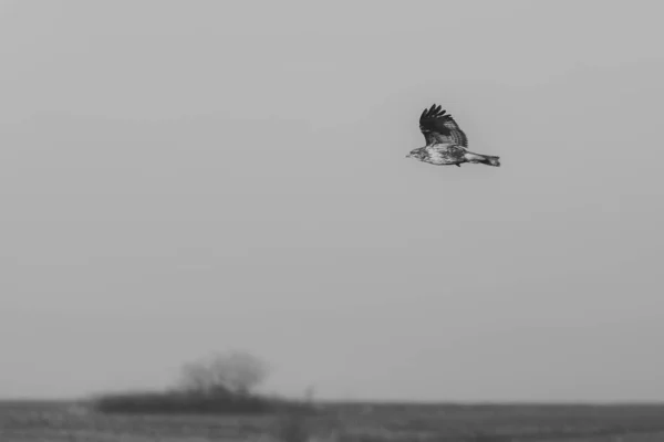 Falcon Volar Busca Sabroso Aperitivo Principios Primavera Blanco Negro — Foto de Stock