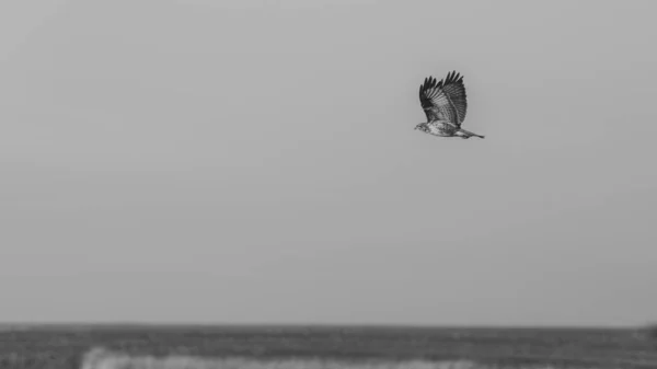 Şahin Bahar Başında Lezzetli Bir Atıştırmalık Aramak Için Uçar Siyah — Stok fotoğraf