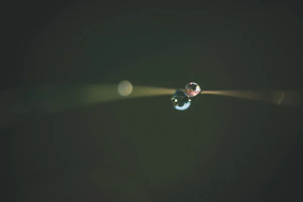 Rosée Matin Sur Herbe Verte Printemps Avec Dof Peu Profond — Photo