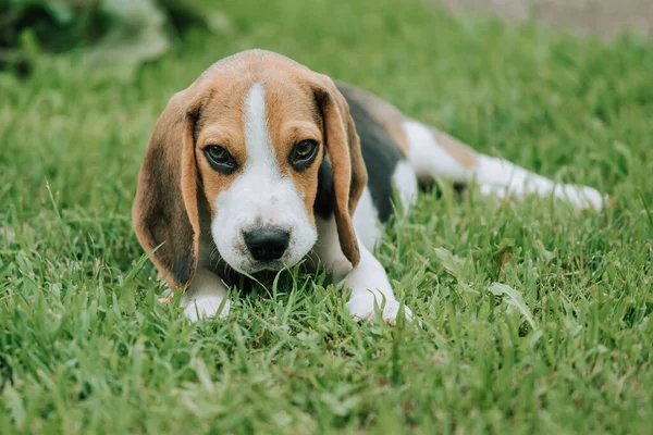 Niedlicher Beagle Welpe Monate Alt Liegt Grünen Gras Stockfoto