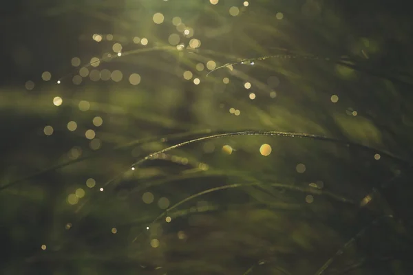 Morgentau Auf Grünem Frühlingsgras Mit Flachem Dof Verschwommenem Hintergrund lizenzfreie Stockbilder