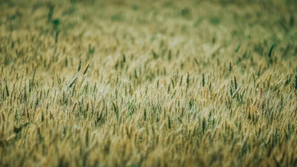 Сельскохозяйственное Поле Красивой Пшеницей Солнечный День — стоковое фото