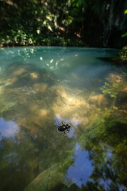 Sırbistan 'ın Krupaj Springs kentindeki Krupajsko Vrelo' da (Krupaj Springs) su böceği, şelaleleri ve mağaraları olan güzel bir su kaynağı. Açık mavi suyu iyileştiriyor.