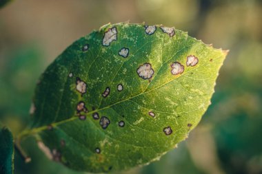 Hastalık bulaşmış gül yaprağı, koyu renkli beyaz noktalarla çevrili.