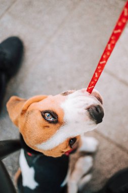 Genç Beagle köpek yavrusu beton karolarda kırmızı tasmasıyla oynuyor..