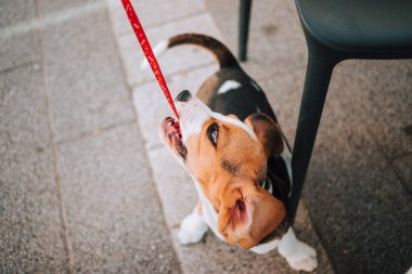 Genç Beagle köpek yavrusu beton karolarda kırmızı tasmasıyla oynuyor..