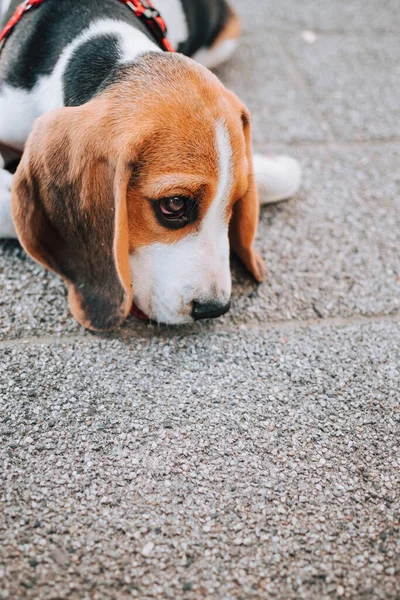 Jeune Chiot Beagle Posé Sur Des Tuiles Béton — Photo