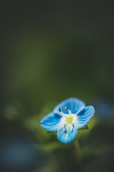 Nahaufnahme Makroszene Schöner Kleiner Blauer Blumen Auf Dem Feld — Stockfoto