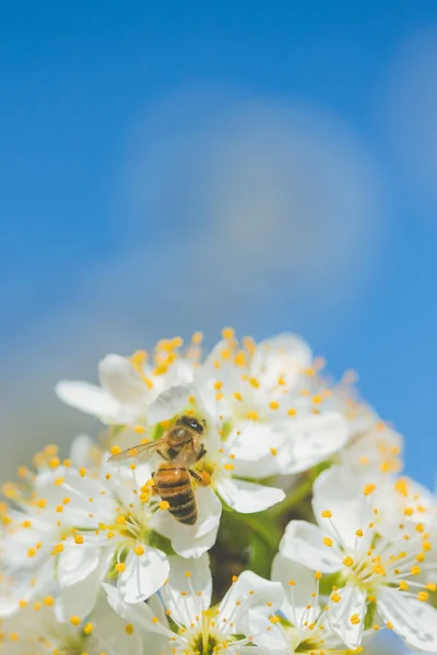Včela Sbírá Pyl Bílých Švestkových Květů Jarní Kvetoucí Scéna — Stock fotografie