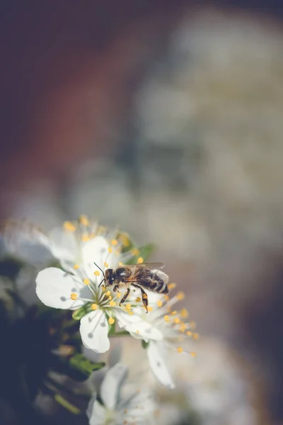 Bee Collects Pollen White Plum Flowers Spring Blossoming Scene — Stock Photo, Image