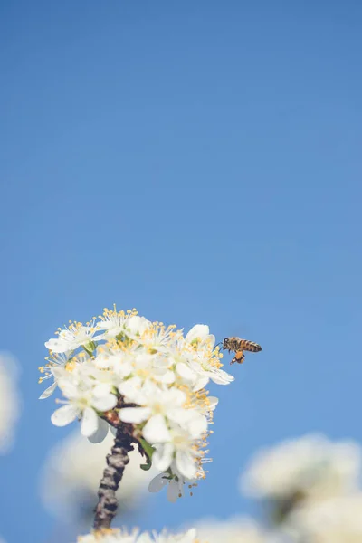 Méh Virágport Gyűjt Fehér Szilvavirágokból Tavaszi Virágzó Jelenet — Stock Fotó