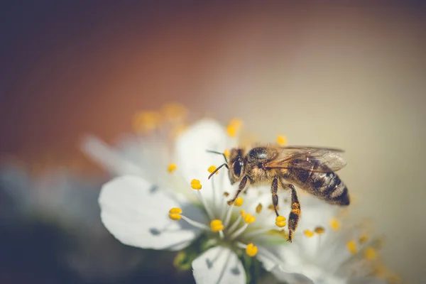 Μέλισσα Συλλέγει Γύρη Από Λευκά Δαμάσκηνα Ανθισμένη Ανοιξιάτικη Σκηνή Εικόνα Αρχείου