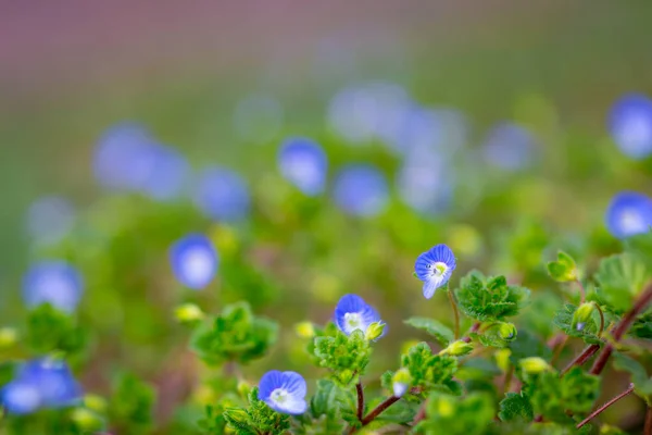 Primer Plano Escena Macro Hermosas Pequeñas Flores Azules Campo —  Fotos de Stock