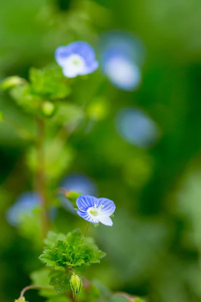 Primer Plano Escena Macro Hermosas Pequeñas Flores Azules Campo —  Fotos de Stock