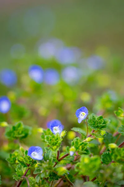 Primer Plano Escena Macro Hermosas Pequeñas Flores Azules Campo —  Fotos de Stock