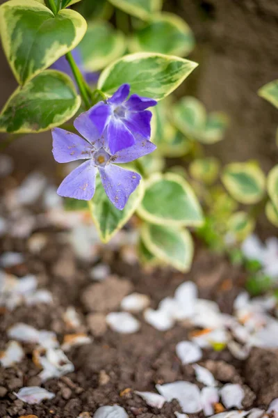 Myrtle Periwinkle Çiçekleri Tarlada Bulanık Arkaplan Ile Izole Telifsiz Stok Fotoğraflar