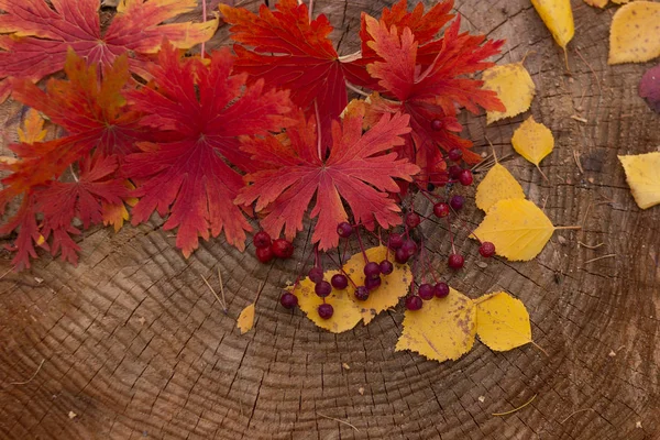Rotes und gelbes Laub und Beeren werden im Herbst von oben auf einen Baumstumpf geschossen. — Stockfoto
