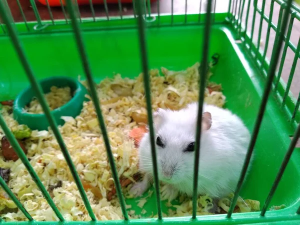 Mała myszka siedzi w zielonej klatce w małym zoo. — Zdjęcie stockowe