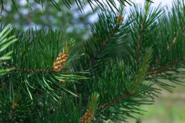 Çiçekli çam tomurcukları İskoç ağaçlarının kozalaklı dallarında bahar mevsiminde çam ağaçları, yakın plan, seçici odak