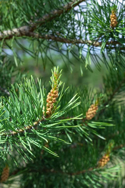 Bloeiende jonge dennenknoppen op naaldbomen dennen in de lente in de zomer, close-up, selectieve focus — Stockfoto