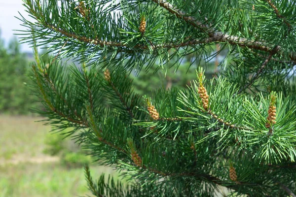 Blooming young pine buds on coniferous branches of Scots pine at spring summer time, close up, selective focus — Stock Photo, Image