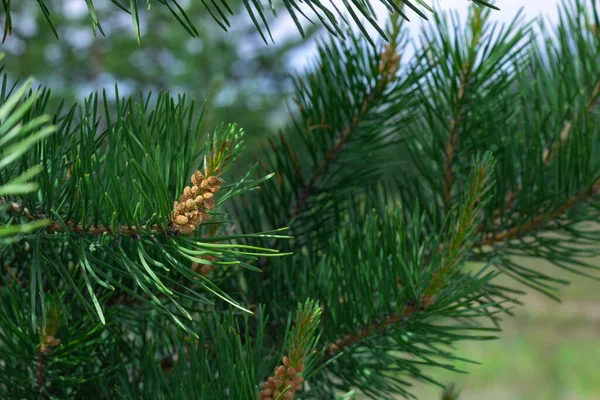 Bloeiende jonge dennenknoppen op naaldbomen dennen in de lente in de zomer, close-up, selectieve focus — Stockfoto