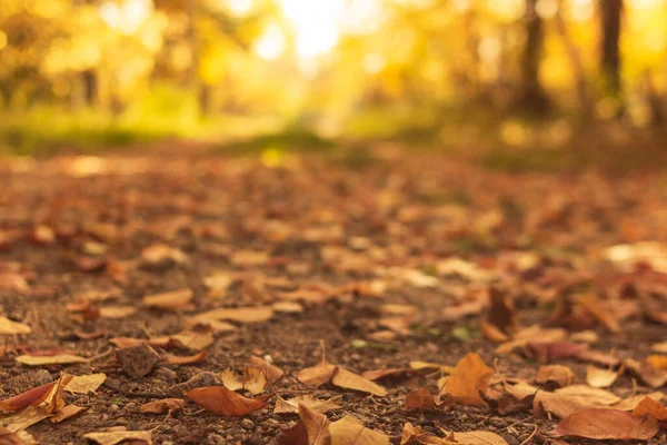 Herbstlandschaft in Gelb, Landstraße mit abgefallenen trockenen Blättern im Herbstwald bei sonnigem Tag, Frontfokus, niedriger Winkel — Stockfoto