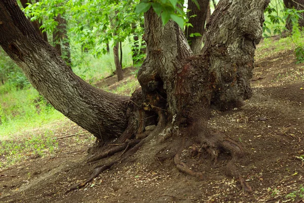 Старый клен с заросшим глубоким корнем на склоне холма в сказочном лесу — стоковое фото