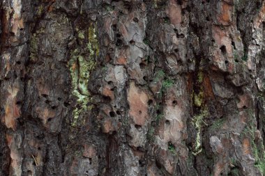 Kozalaklı ağaç kabuğunun arka planı yosun ve liken ile, büyük çam ağacı gövdesinin ahşap dokusu, kapat