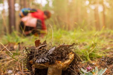 Olgunlaşmış safran süt kapağı kozalaklı ormanda ve mantar toplayıcısı arka planda, seçici odaklanma, yakın çekim