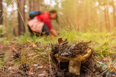 Ormanda olgunlaşmış safran süt kapağı ve arka planda bulanık mantar toplayıcısı, seçici odaklanma