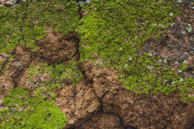 Dağ kayasının arka planı parlak yeşil liken, taş dokusu yakın.