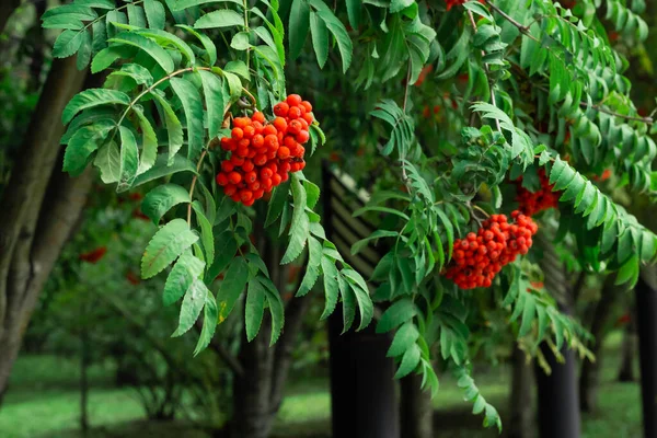Zbliżenie grona czerwonych jagód popiołu górskiego na gałęziach z zielonymi liśćmi, jarzębiny w letnim ogrodzie jesiennym — Zdjęcie stockowe